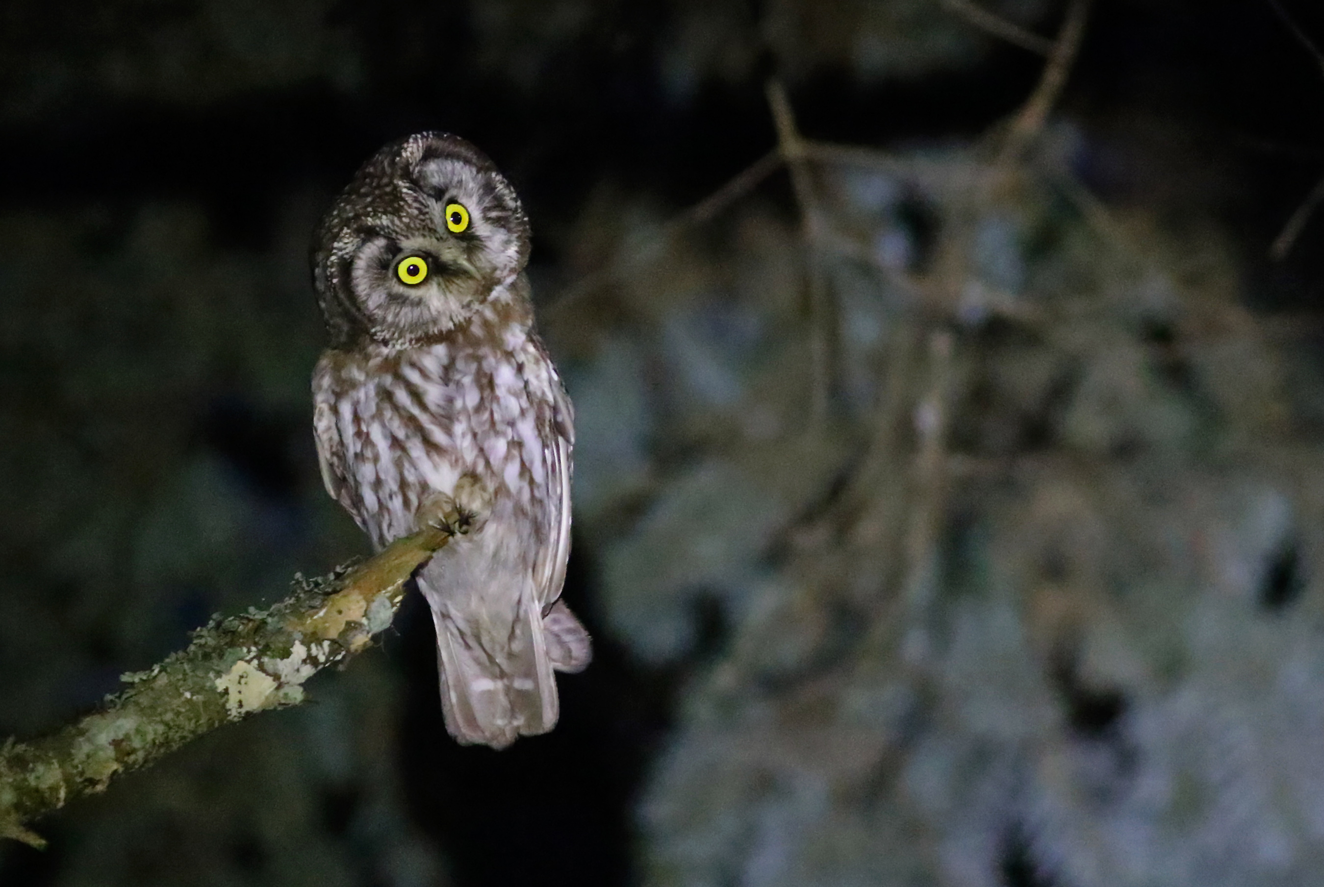 Boreal Owl